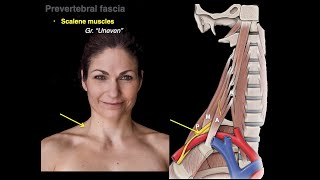 Muscles of the neck [upl. by Asoj]