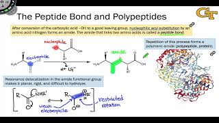 The Peptide Bond and Polypeptides [upl. by Harwill]