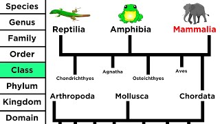 Phylogeny and the Tree of Life [upl. by Modeerf]