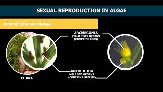 Reproduction In Algae [upl. by Llenrahs]