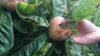 Medlar harvest amp making jelly [upl. by Merat]