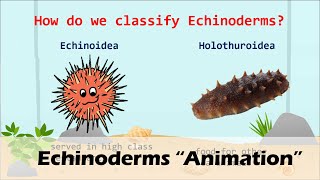 ECHINODERMS Animation [upl. by Thorfinn]