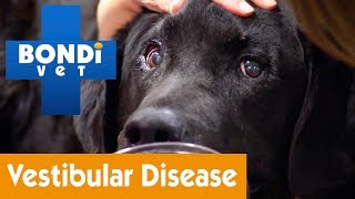 How To Treat Your Dog From Vestibular Disease  Pet Health [upl. by Aicirtam554]