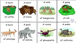 Collective Nouns Words for Groups of People Animals Things  List of Collective Nouns [upl. by Eidnak]