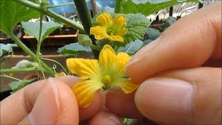 Hand Pollinating MELONS [upl. by Hogue25]