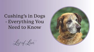 Cushings in Dogs  Everything You Need to Know [upl. by Cordova]