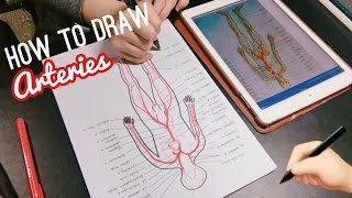 HOW TO DRAW ANATOMY  MED SCHOOL STUDENT LIFE  twinklinglena [upl. by Reniti]