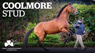 ITM Irish Stallion Showcase 2021  Coolmore Stud [upl. by Petromilli779]