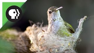 Hummingbird Builds Tiny Nest [upl. by Anaujik978]