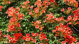 How to plant Hummingbird Vine [upl. by Tigirb476]