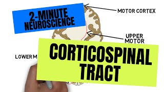 2Minute Neuroscience Corticospinal Tract [upl. by Cowley]