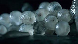 Baby Slugs Hatching Inside a Wall Up Close  BBC Earth [upl. by Sandler]