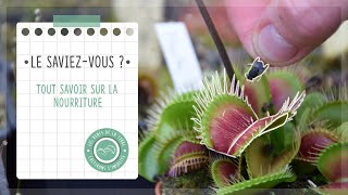 Comment nourrir sa Plante Carnivore  🦟 [upl. by Aivatal]