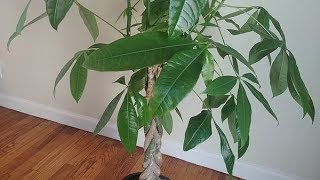 Propagating Money Tree in Water  Part 1 [upl. by Enyrehtak]