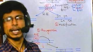 Types of restriction enzyme [upl. by Asseret]