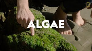 Definitions in the Field Algae [upl. by Ynnol]