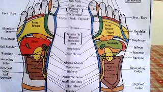 Reflexology  How to Read a Foot Reflexology Chart [upl. by Caria]