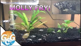 How To Care For Dalmatian Molly Fry  My Fish Had Babies [upl. by Nina25]