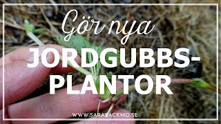 Gör nya jordgubbsplantor [upl. by Cherilynn]