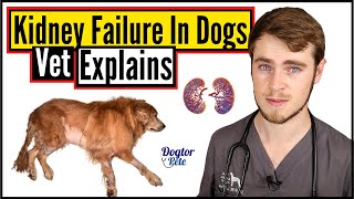 Kidney Failure In Dogs  Everything You NEED To Know  Veterinarian Explains  Dogtor Pete [upl. by Leonie450]