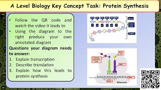 A Level Biology Polypeptide synthesis [upl. by Yllitnahc480]