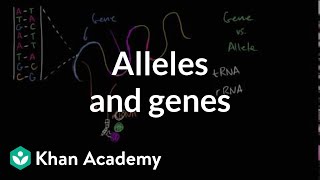 Alleles and genes [upl. by Garry]