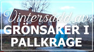 Vintersådd av grönsaker i pallkrage [upl. by Ahsilem]