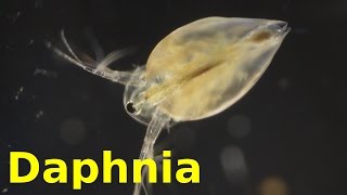 Daphnia [upl. by Hgielra]