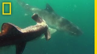 Tiger Shark vs Hammerhead Shark  National Geographic [upl. by Anallij]