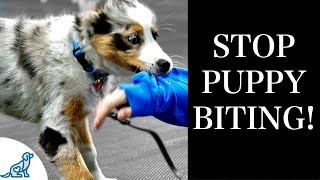 STOP Puppy Biting With These 7 Rules For Training [upl. by Nossaj]