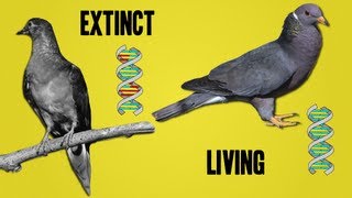 The Science Behind Deextinction [upl. by Acimat]