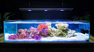 How I Built My Shallow Reef Tank How To Make a Reef Tank [upl. by Canter]