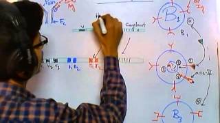 Antibody class switching [upl. by Ecnarrat]