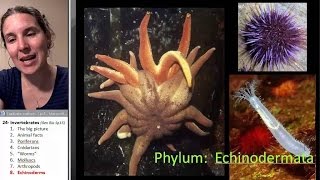 Echinoderms Biology Course [upl. by Lindy]