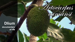 Breadnut Artocarpus camansi [upl. by Ahsi580]