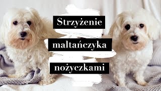 Strzyżenie Maltańczyka w domu nożyczkami  Maltese Grooming [upl. by Kale941]