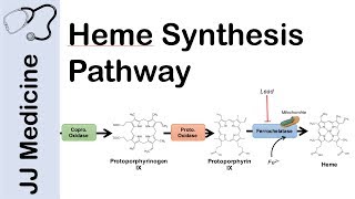 Heme Synthesis Pathway [upl. by Oiligriv934]