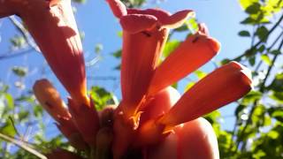 Bignonia campsis radicans [upl. by Billy567]