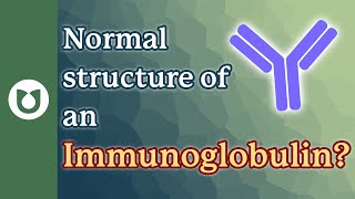 Normal Structure of an Immunoglobulin antibody myeloma [upl. by Emmery]