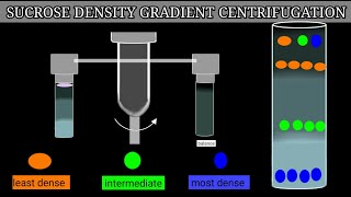 Sucrose Density Gradient Centrifugation [upl. by Crichton]