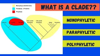 Monophyletic Paraphyletic and Polyphyletic [upl. by Cad]