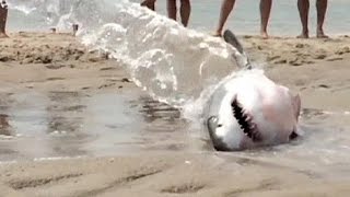 Beachgoers save stranded great white shark [upl. by Holli]