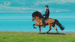 5 gaits of the Icelandic horse [upl. by Adniuqal]