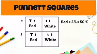 Punnett Square Basics  monohybrid cross [upl. by Ayala]