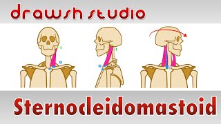 The Sternocleidomastoid Muscle [upl. by Uokes]