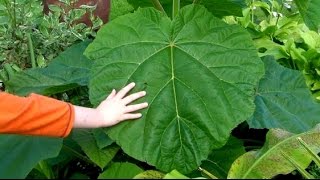 Pruning The Paulownia For Monster Jungle Leaves [upl. by Acirat]