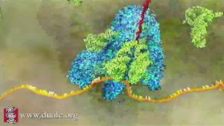 mRNA Translation Advanced [upl. by Corell163]