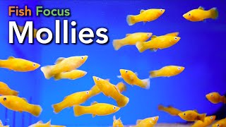 Fish Focus  Mollies [upl. by Avat]