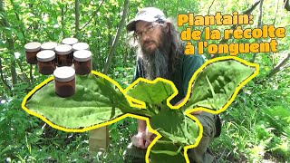 Plantain  De la récolte à longuent [upl. by Astor]