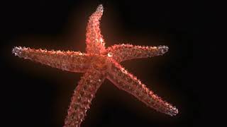 Echinoderm Animation  Sea Star Body Plan [upl. by Burgess351]